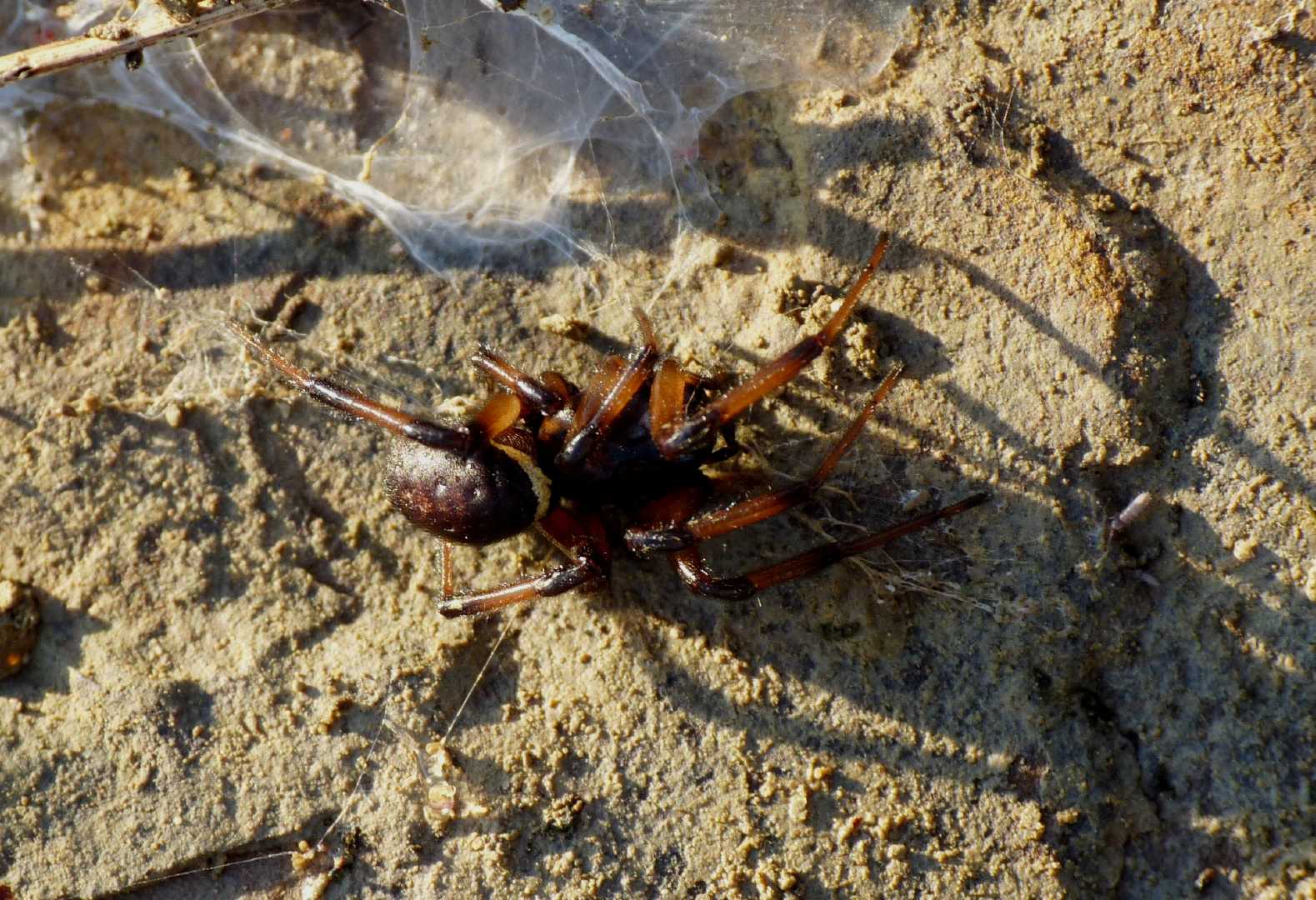 Steatoda paykulliana